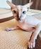 145 Names for Hairless Cats | Cuteness