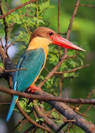 Big Bird With Colorful Feathers Stork Billed Kingfisher Beautiful Birds Colorful Birds Birds