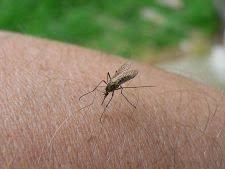 Trebuie menţionat că nu toate căpuşele sunt purtătoare de această bacterie şi că nu toate înţepăturile de capuse produc boala lyme. Boli Transmise De Tantari
