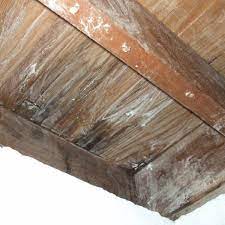 Mix one part mouthwash with three parts water and apply to affected areas. How To Treat A Mold Infestation On Wood With Borax 20 Mule Team Powder Dengarden