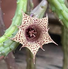 Image result for Huernia volkartii