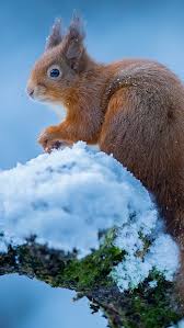 Squirrel with nut picture for iphone 5c. Squirrel In Winter Snow 640x1136 Iphone 5 5s 5c Se Wallpaper Background Picture Image