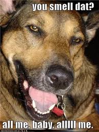 Funny Jokes Fan Art Funny Animals Animal Jokes Funny Animal Jokes Dog Farts