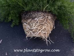 Image result for A. densiflorus Sprengeri