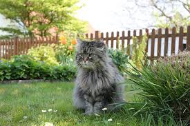 My husband and i are at our wits end with our. How To Stop Cats Pooping In My Grass A Beautiful Yard Doesn T Have To Be Hard
