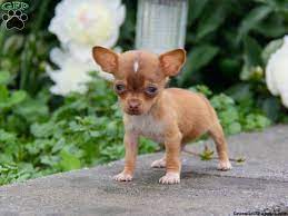 We did not find results for: Dachshund Mix Puppies For Sale Greenfield Puppies