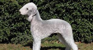 Maybe you would like to learn more about one of these? West Highland White Terrier Westie Dog Breed Profile Petfinder