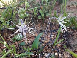 Image result for Brachycorythis inhambanensis