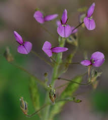 Image result for Desmodium tortuosum