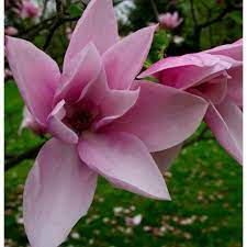 Magnolia 'star wars' has a vigorous upright habit reaching 4m high x 3.5m wide in ten years with 25cm bright pink blooms. Magnolia Star Wars For Sale Online Plants Australia