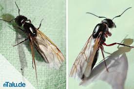 Fliegen im haushalt können unangenehm und nervig sein. Fliegende Ameisen So Werden Sie Die Plage Los Talu De