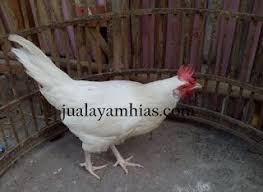 Ayam Phoenix Dewasa Betina Animals Photo Rooster