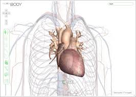 Zygote Body Browser Download Human Body 3d Human Body