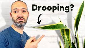 ESPADA DE SÃO JORGE ou ESPADA DE SANTA BÁRBARA ou SANSEVIERIA TRIFASCIATA