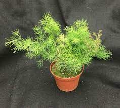 We did not find results for: Asparagus Myriocladus The Ming Fern Etsy