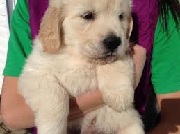 Browse thru golden retriever puppies for sale in connecticut, usa area listings on puppyfinder.com to find your perfect puppy. White English Cream Golden Retriever Puppies Novocom Top