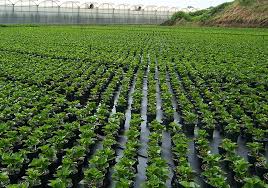 Maybe you would like to learn more about one of these? Ground Cover Gintec Shade Technologies