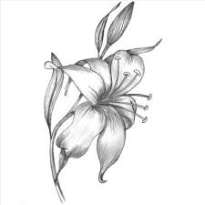 Pin On Colored Pencil Flowers