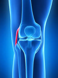 We did not find results for: The Knee Joint Basic Anatomy And Function Kniedoktor In Basel