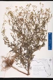 Image result for Parthenium hysterophorus