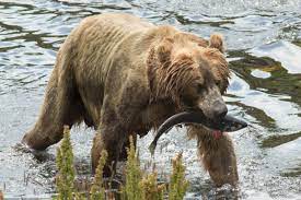 Great savings & free delivery / collection on many items. Defense Against Bears With Pistols 97 Success Rate 37 Incidents By Caliber Sporting Classics Daily