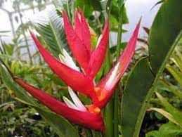 Heliconia Angusta Holiday Heliconia Garden Birds Of Paradise