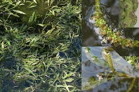 Image result for Potamogetonaceae