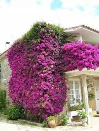 꽃, 꽃 사진, 정원 가꾸기에 관한 아이디어를 더 확인해 보세요. 9 Ideas De Santa Rita Buganvilla Plantas Jardines