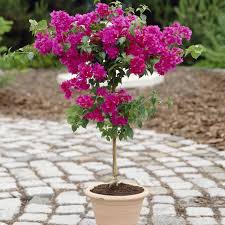 Blooming periodically throughout the year in warm winter areas, and from summer to fall elsewhere, the colorful blossoms give way to small inconspicuous fruits, 1/2 in. Bougainvillea Plant Green Curation
