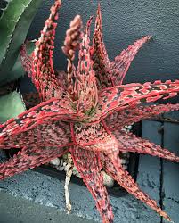 Image result for Aloe pienaarii