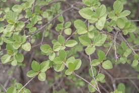 Image result for Cordia monoica