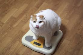 Do You Have An Obese Cat Heres How To Tell Catster