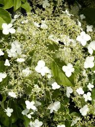 Hier im ratgeber findest du nützliche tipps zur pflanzung und pflege. Kletterhortensie Hydrangea Petiolaris