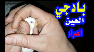 ماهوشكل أنثى الألبينو في طيور البادجي birds