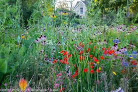 Image result for Haplocarpha scaposa