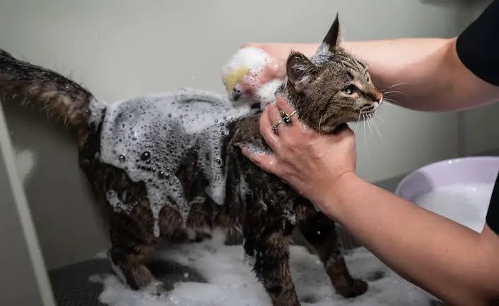How to Bathe a Cat? Tips & Guide
