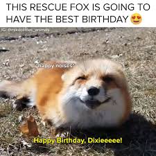 Buzzfeed Animals This Fox Is About To Have The Best Birthday Facebook