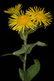 Image result for Pentanema indicum