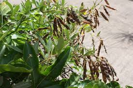 Check spelling or type a new query. Pigeon Pea World Crops Database