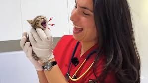 Duo the Kitten With 2 Faces Finds Forever Home With Vet