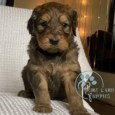 › goldendoodles for sale on craigslist. Mini Goldendoodle For Sale California Mini Goldendoodle For Sale Florida