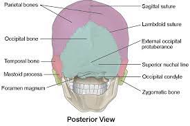 Anterior fossa, middle fossa, and posterior fossa. The Skull Anatomy And Physiology I