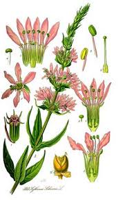 Image result for Lythrum
