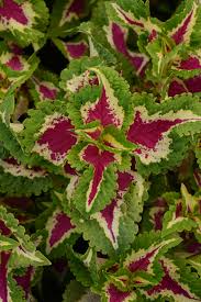 Image result for Coleus betonicifolius