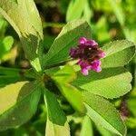 Image result for Trifolium usambarense