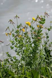 Image result for Lotus corniculatus