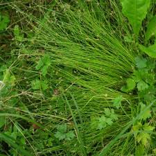 Image result for Isolepis setacea