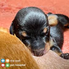 Check spelling or type a new query. The Well Pet Hospital Home Facebook