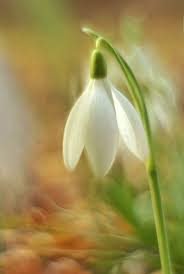 Pin On Galanthus