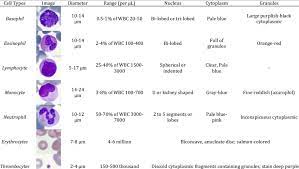 A red blood cell in a section of capillary. Summary Of Formed Elements Of The Blood Download Table